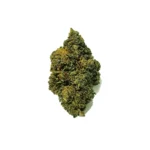 black russian ανθός hybrid h