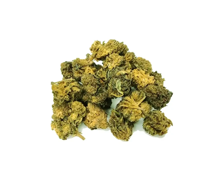 lemon kamikaze ανθός hybrid H