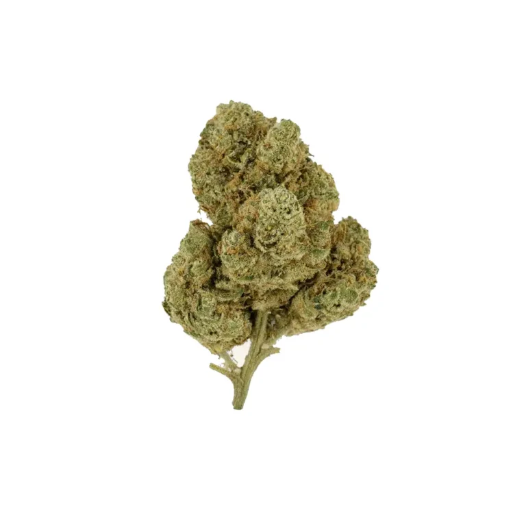 northern lights ανθός